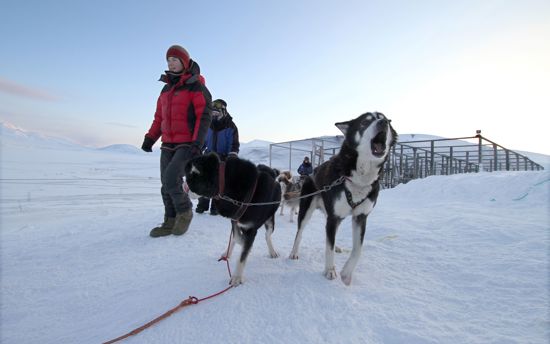 Dogsledding in Alta