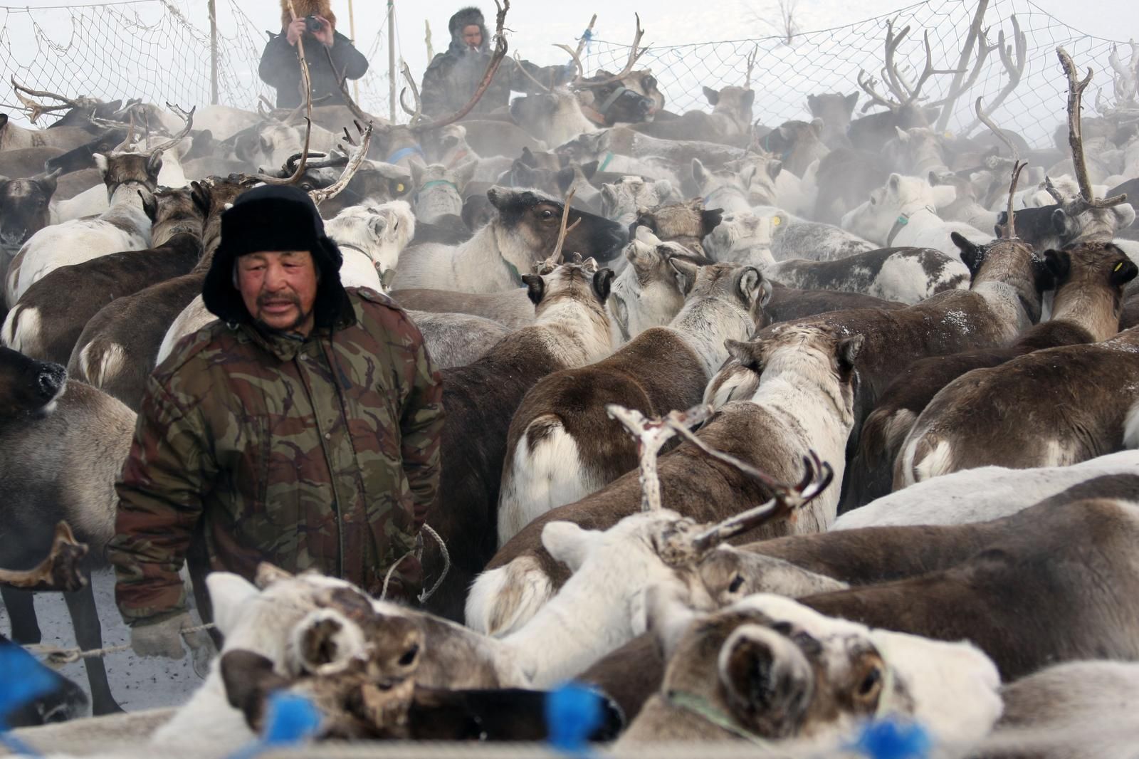 nenets reindeer herders official site 