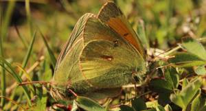 Northern clouded yellow Colias hecla