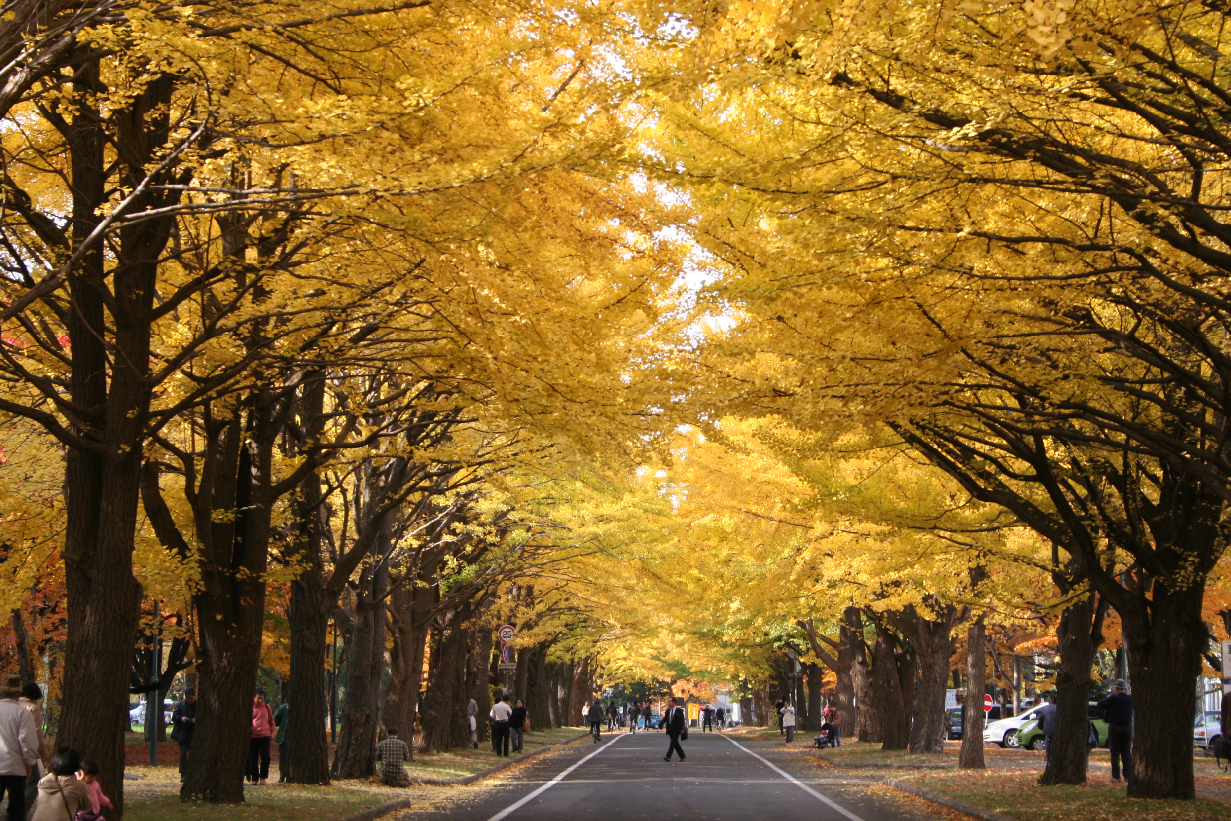 Gingko Avenue