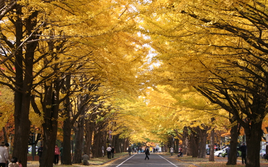 Gingko Avenue