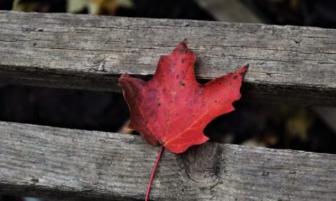 Ocean Frontier Institute - Visiting Fellowship program.jpg