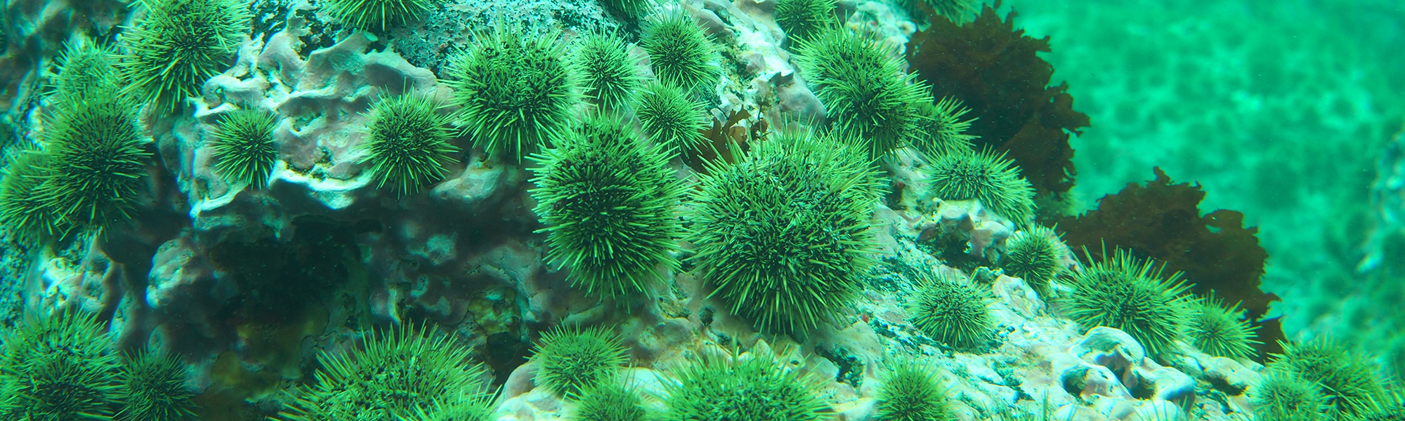 Green sea urchins