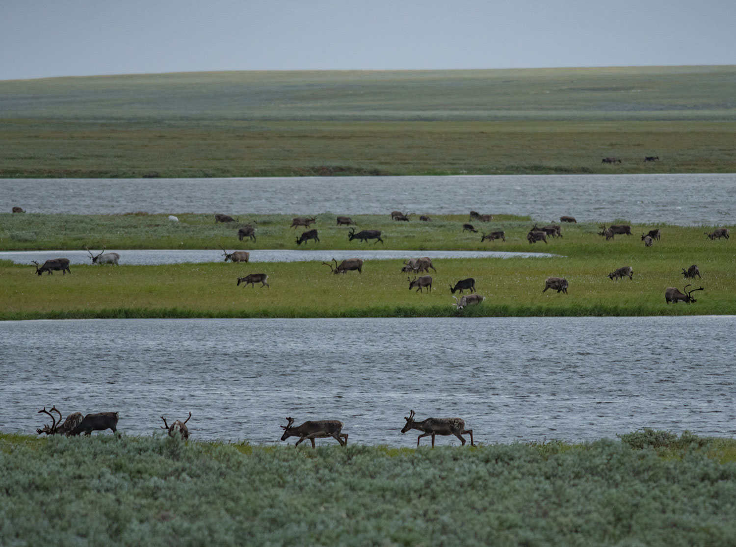 Shared Voices 2021 Eating Plants To Mitigate The Impacts Of Climate Change On Tundra