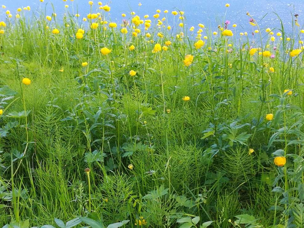 Thematic Network on Critical Arctic Studies