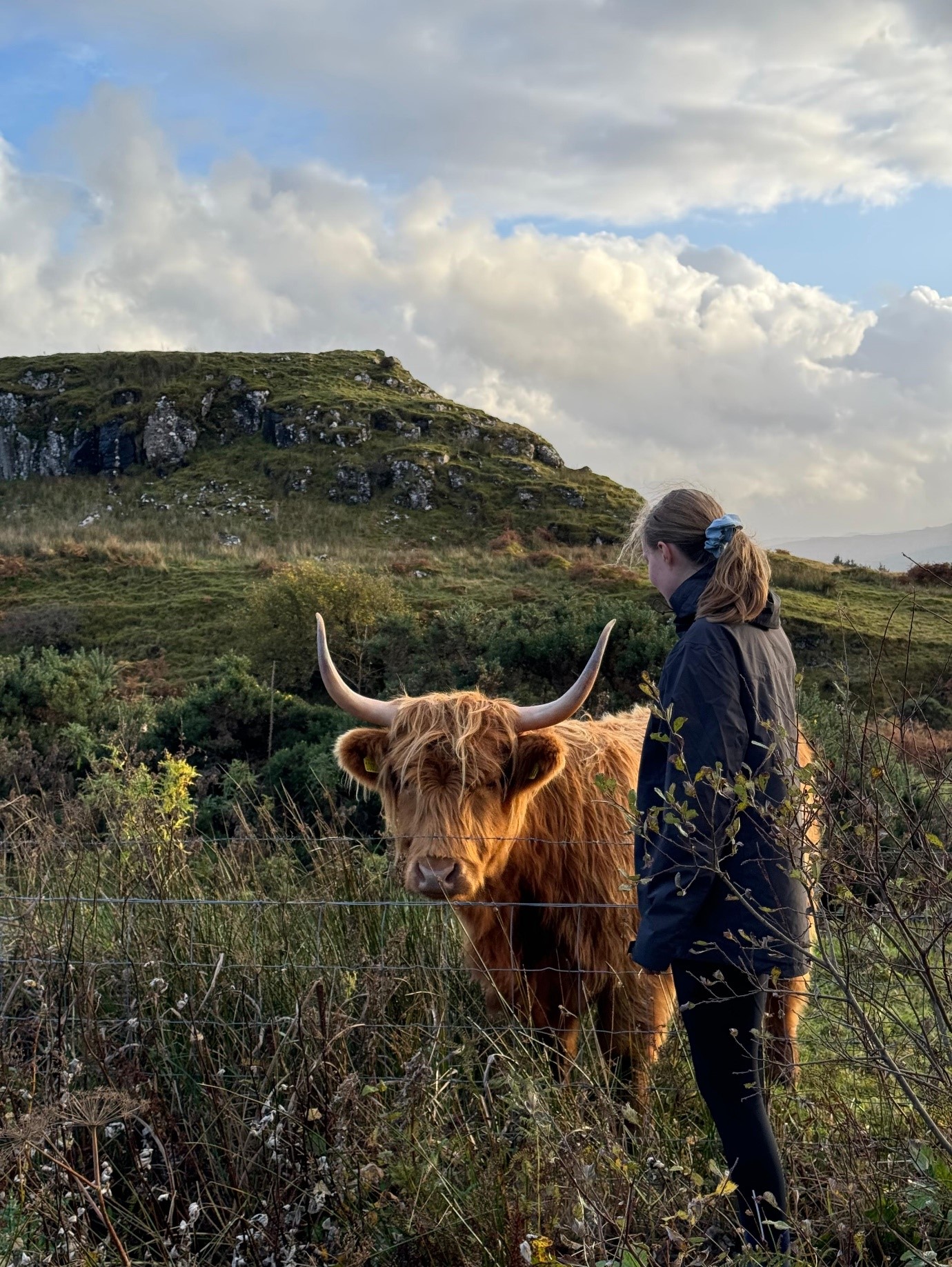 Highland Cows At Isle Of Skye