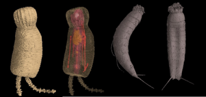 Arctic Marine Biodiversity